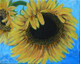 Sunflower--Sold